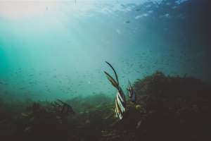 Vignette avec un ratio de 3:2 => image en 600*400 Administration de la mer et du Littoral